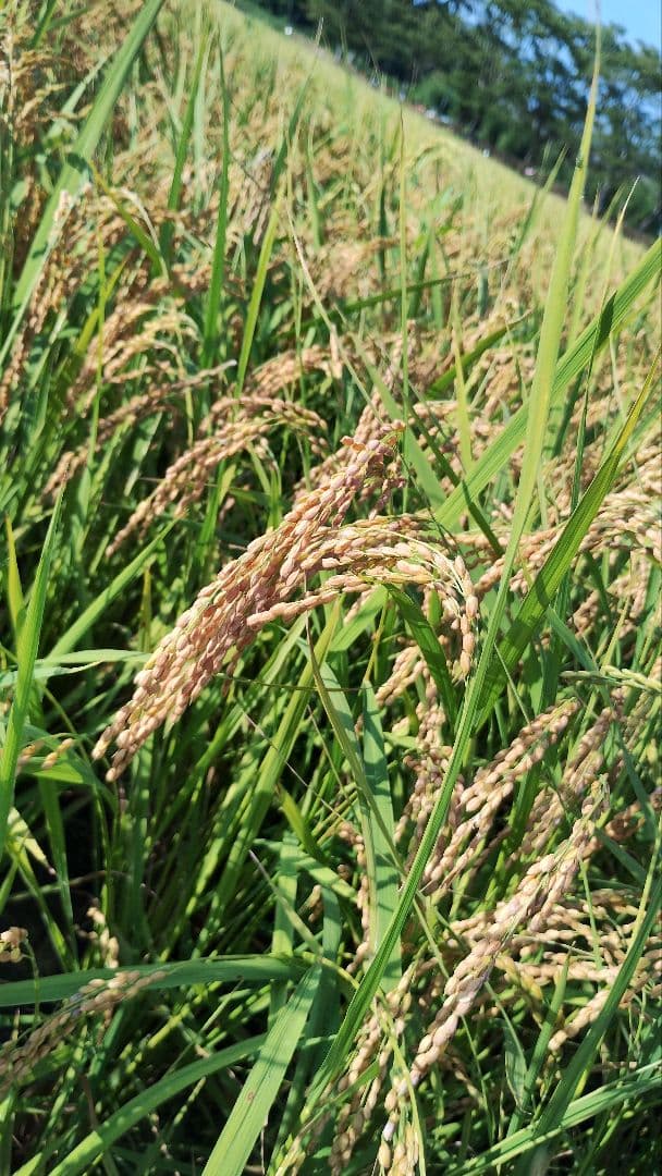 令和７年度　三重県産　コシヒカリ　30㌔