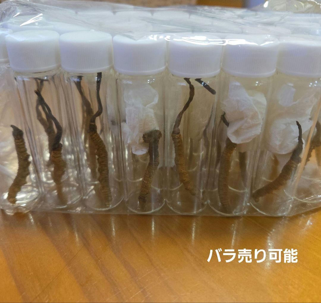 冬虫夏草