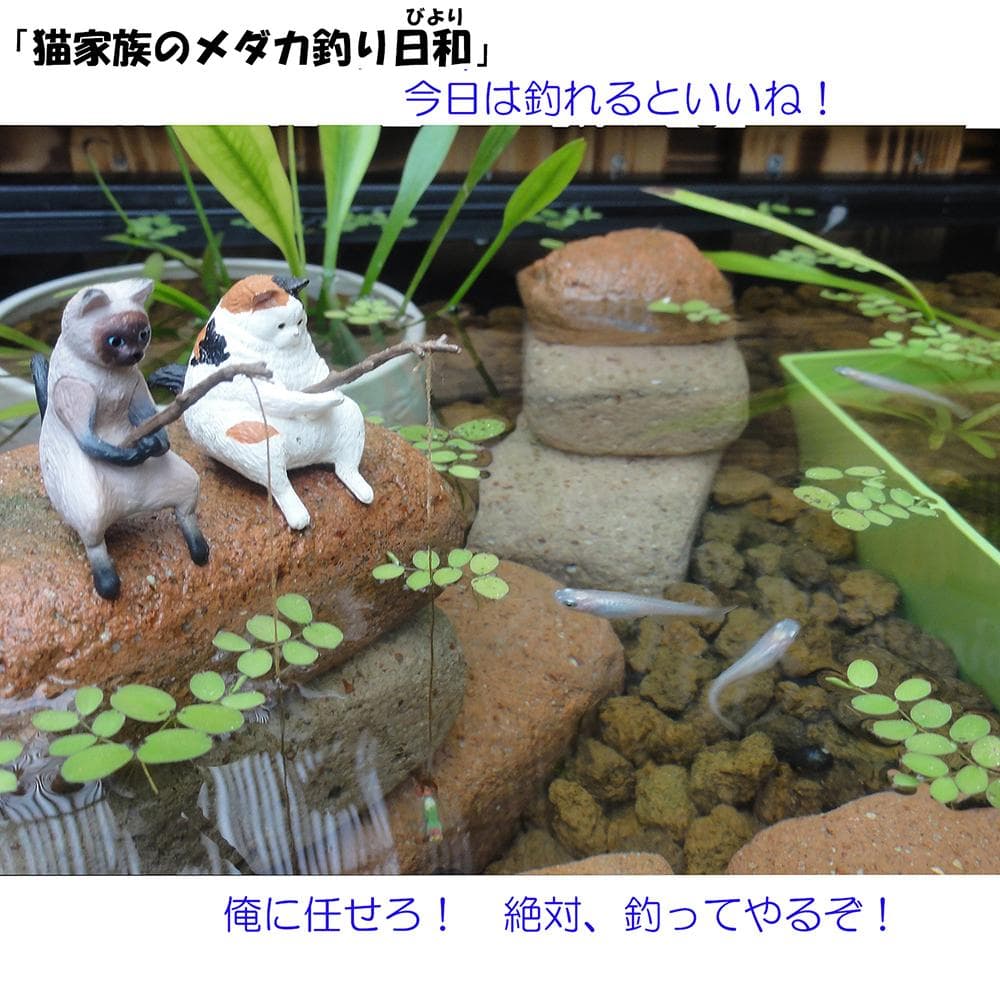 高さのあるビオトープ 40L トロ舟＆木枠セット(3D型防鳥網付き)
