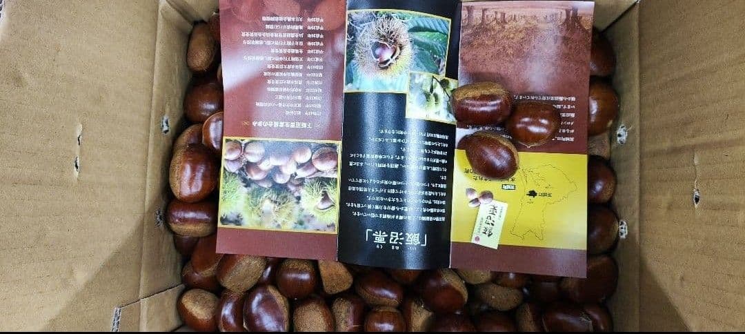 高級　飯沼栗　10kg　最後