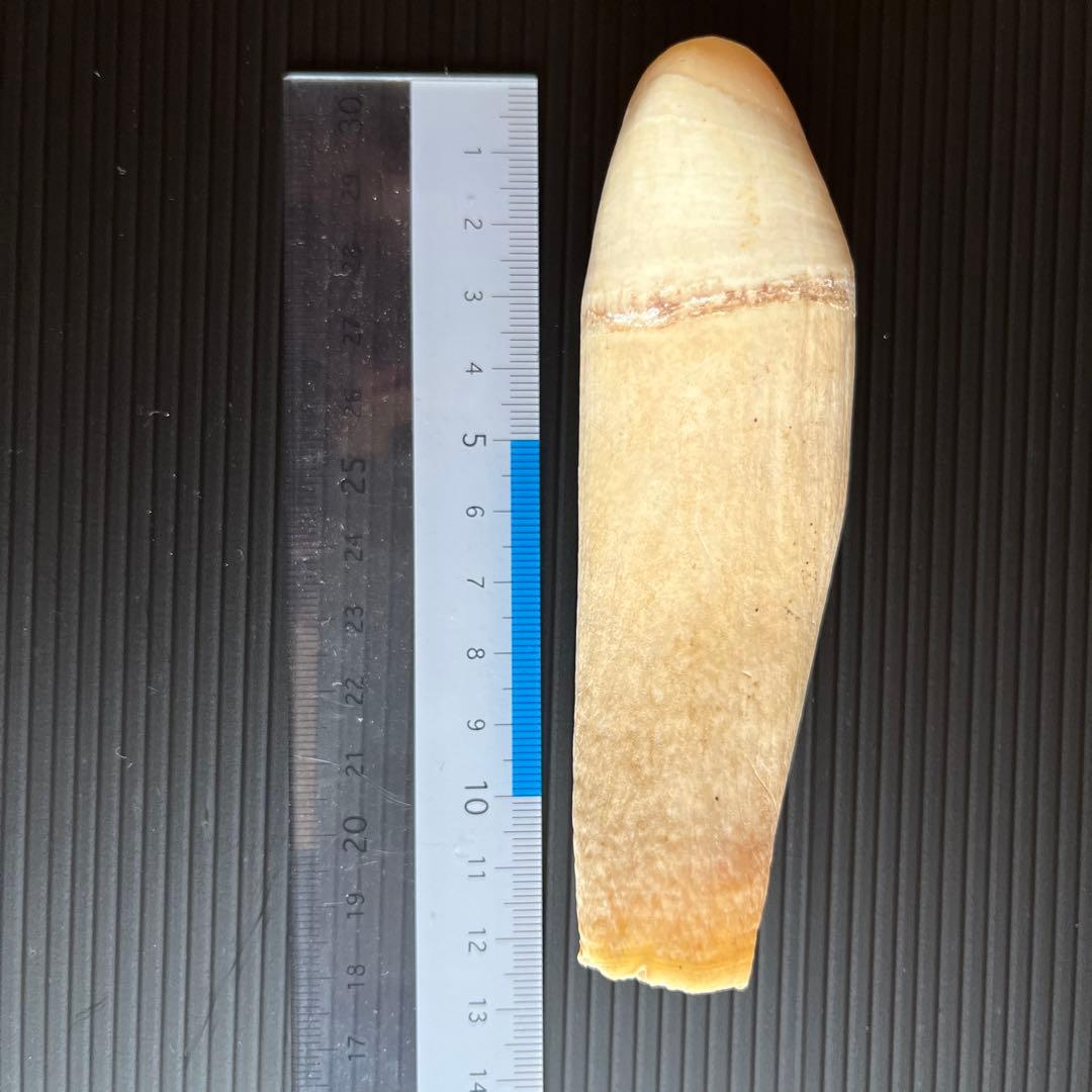 鯨歯3本セット