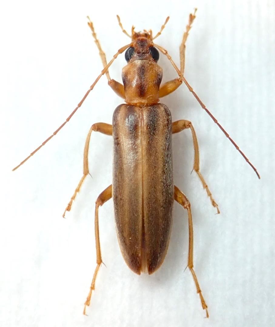昆虫標本　ムネスジフトカミキリモドキ