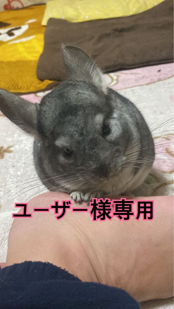 ユーザー
