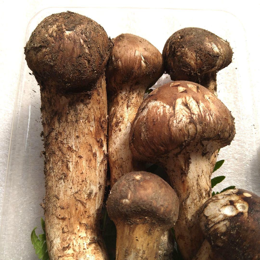 南信州産松茸170g（パック込み）