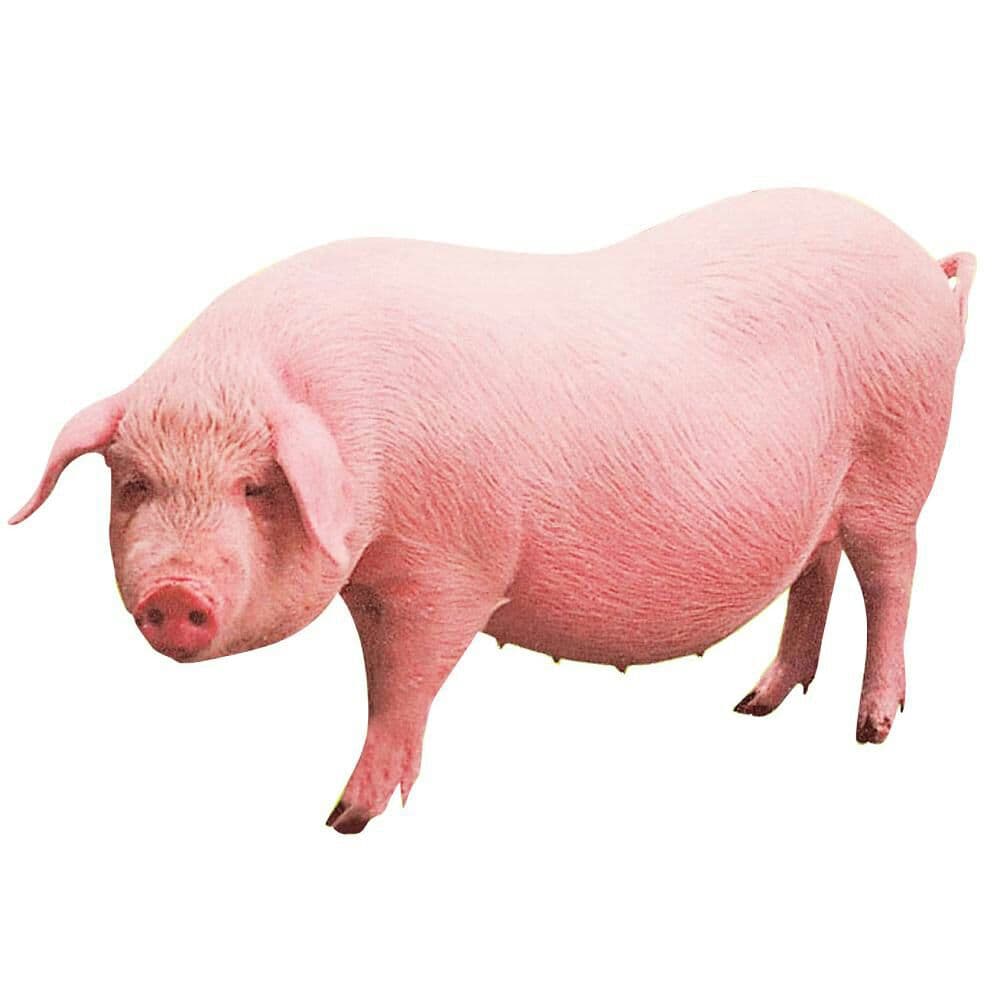 ラコステ トップス