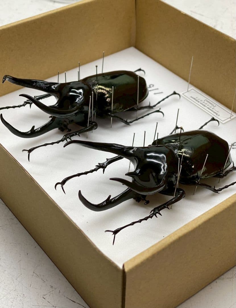 T◆コーカサスオオカブト　標本　昆虫