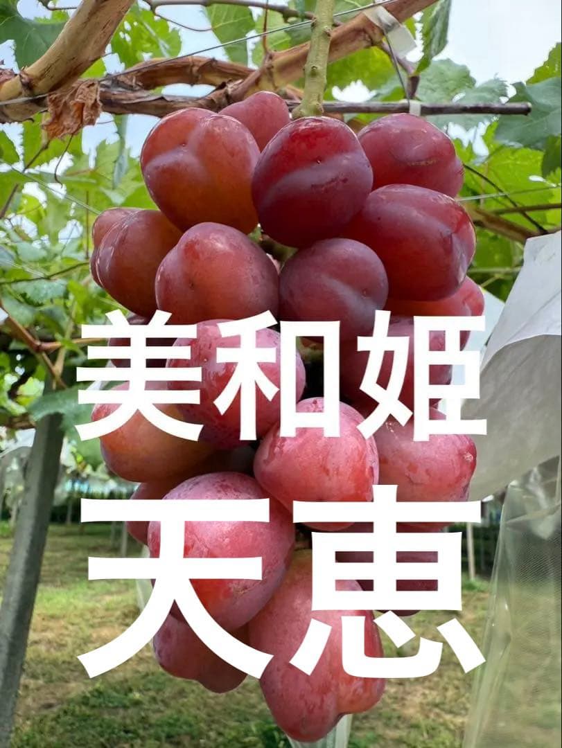 美和姫1房天恵1房500g〜600g
