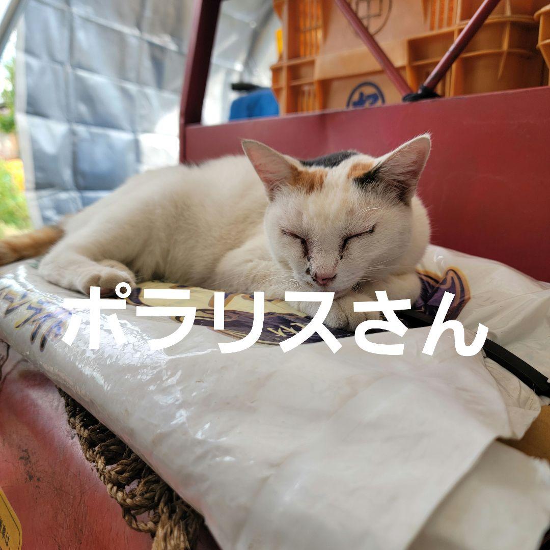 ポラリスさん 5キロ箱2箱テープでくくって