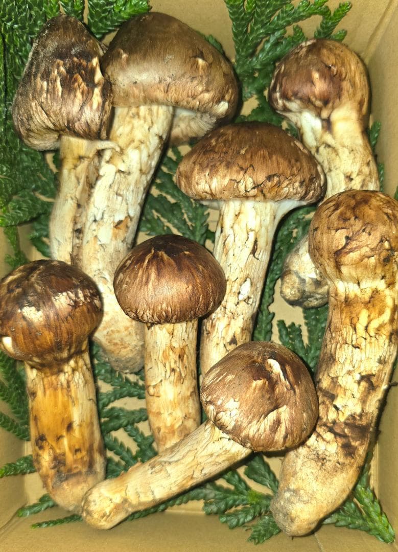 松茸 岩手県産 380g＋おまけ29g　10月18日獲れ