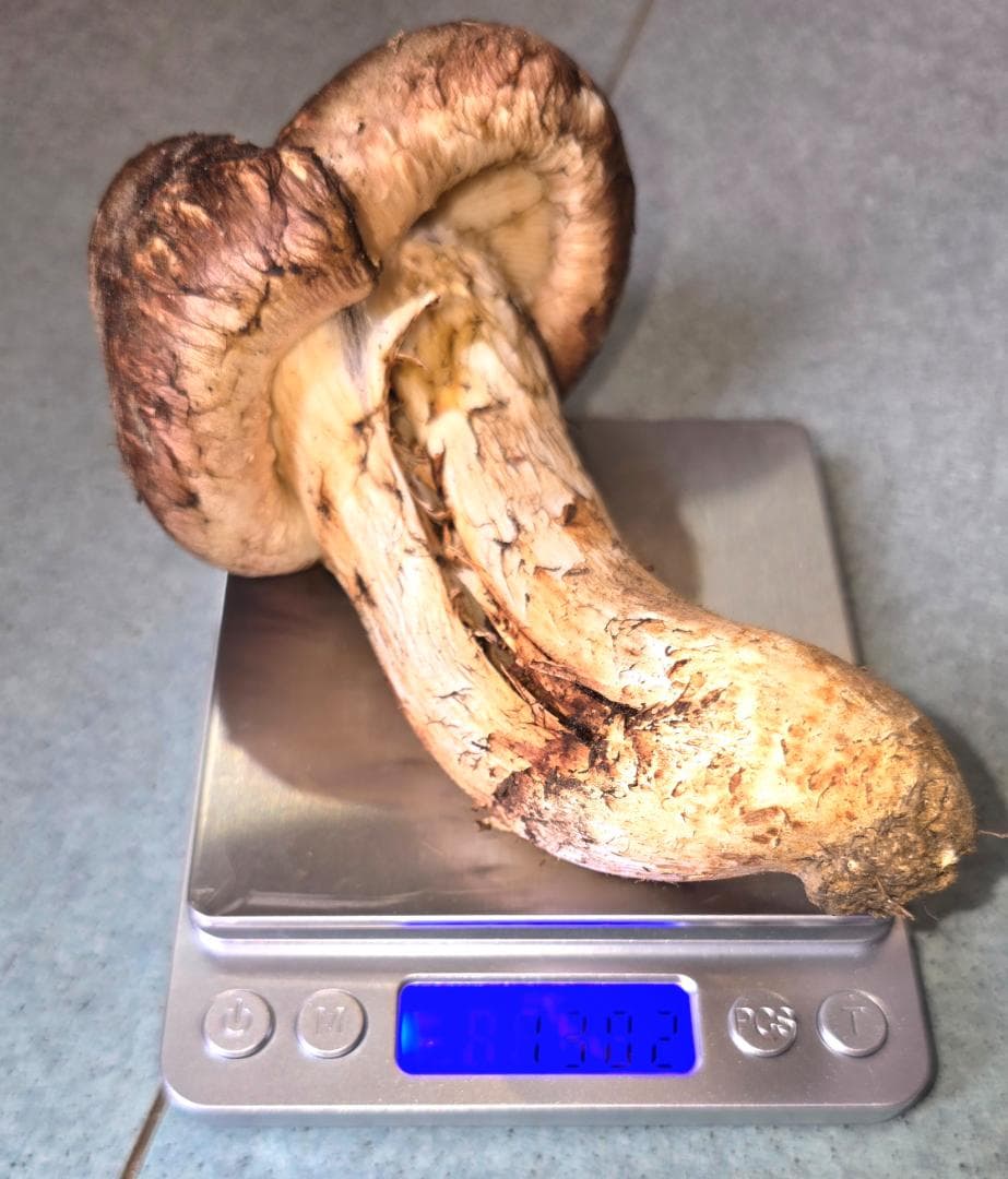 松茸 岩手県産 380g＋おまけ29g　10月18日獲れ