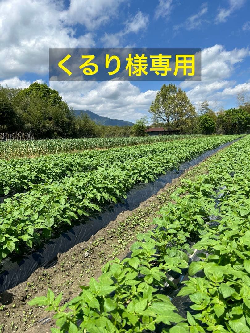 くるり　20kg