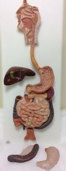 実物大人体模型 消化器系 3分解モデル　3B Smart Anatomy