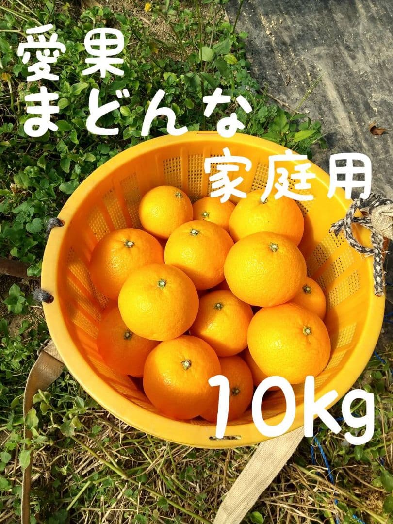68愛果 まどんな 家庭用 10kg