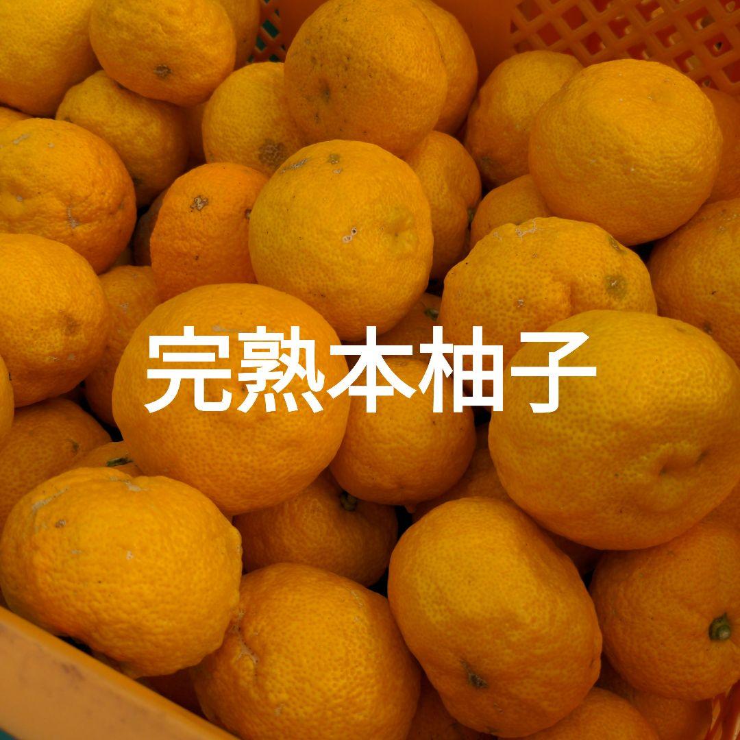 完熟本柚子１５kg（美品）。鍋料理、ポン酢、柚子胡椒、柚子茶、ジャム、酒、焼酎