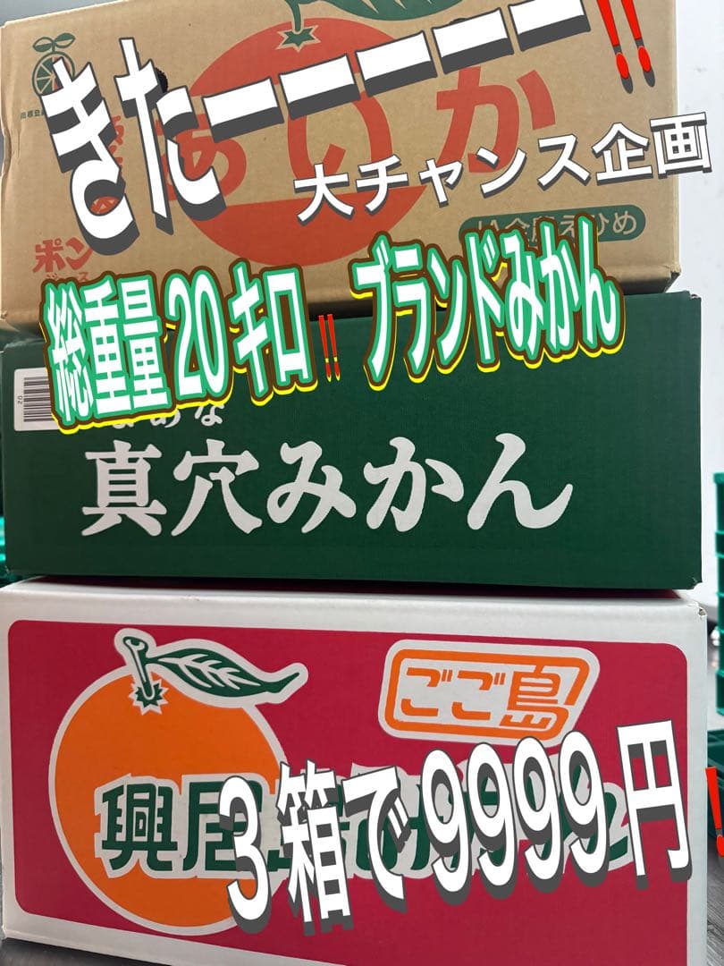 本日大チャンス企画きたーー‼️3箱同時‼️まどんな、興居島、真穴みかん9999円7