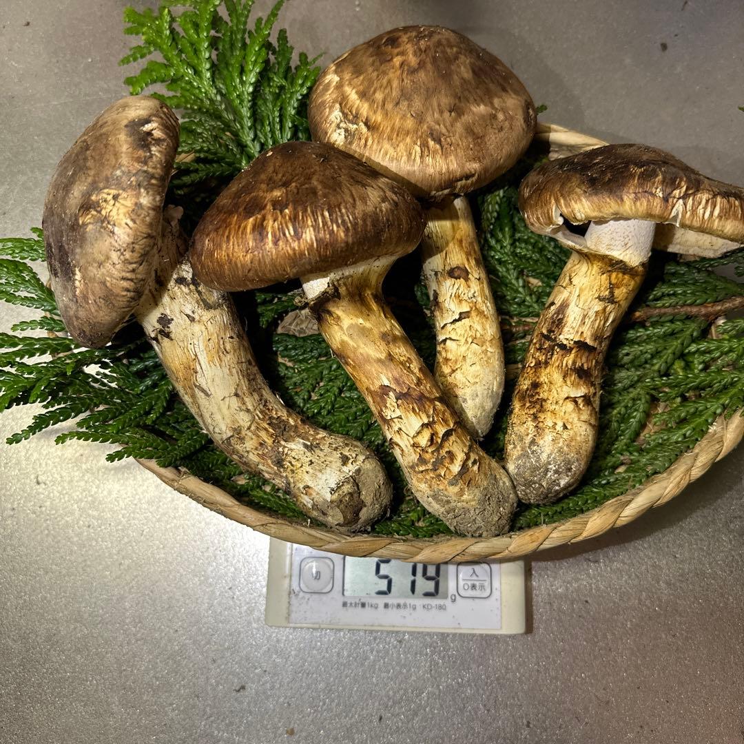 訳あり品‼️国産天然松茸‼️510g‼️
