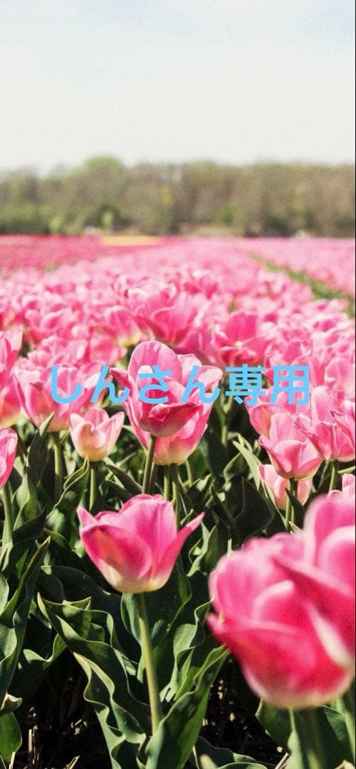 しんさん専用