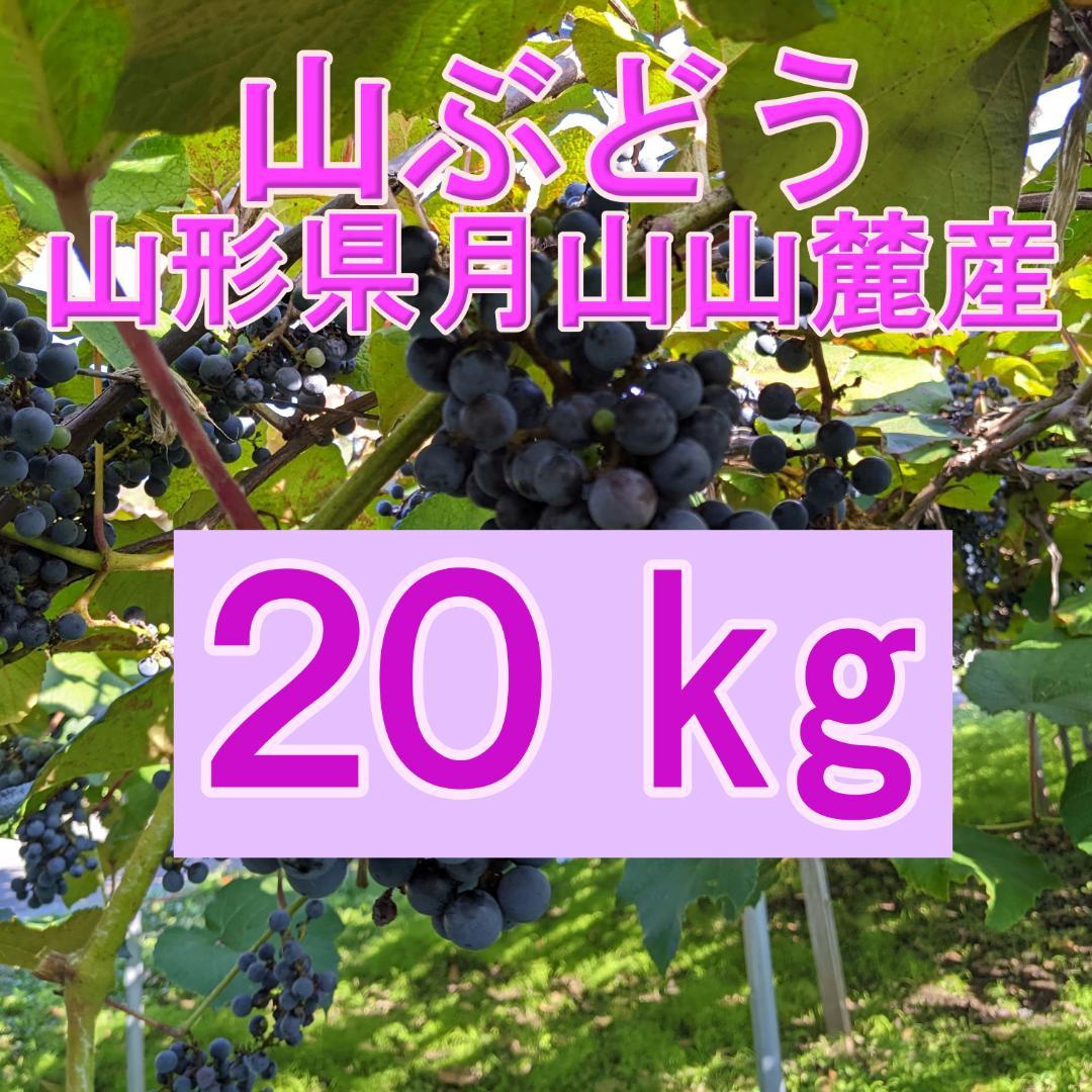 山ぶどう ２０kg　山形県月山山麓産①