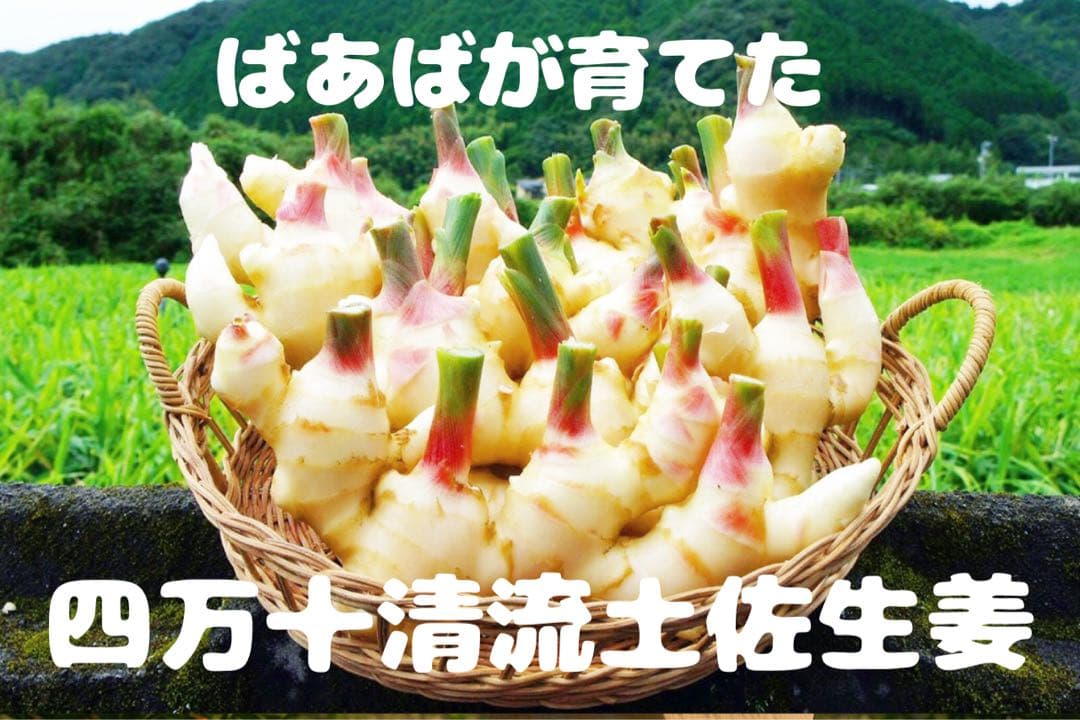 朝採れ新鮮！ばあばが育てた四万十清流　土付き土佐新生姜　10キロ