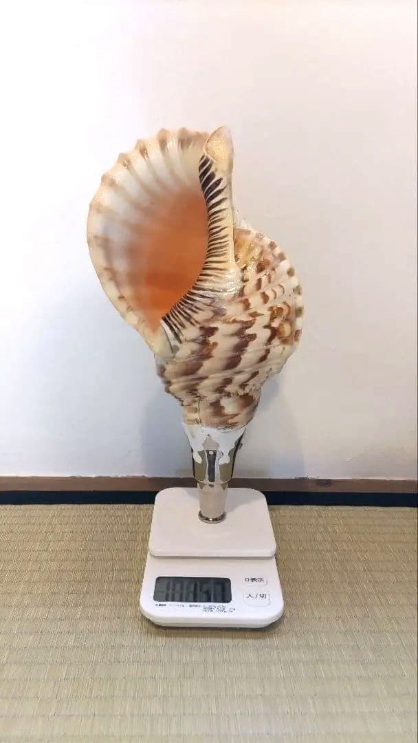 法螺貝③