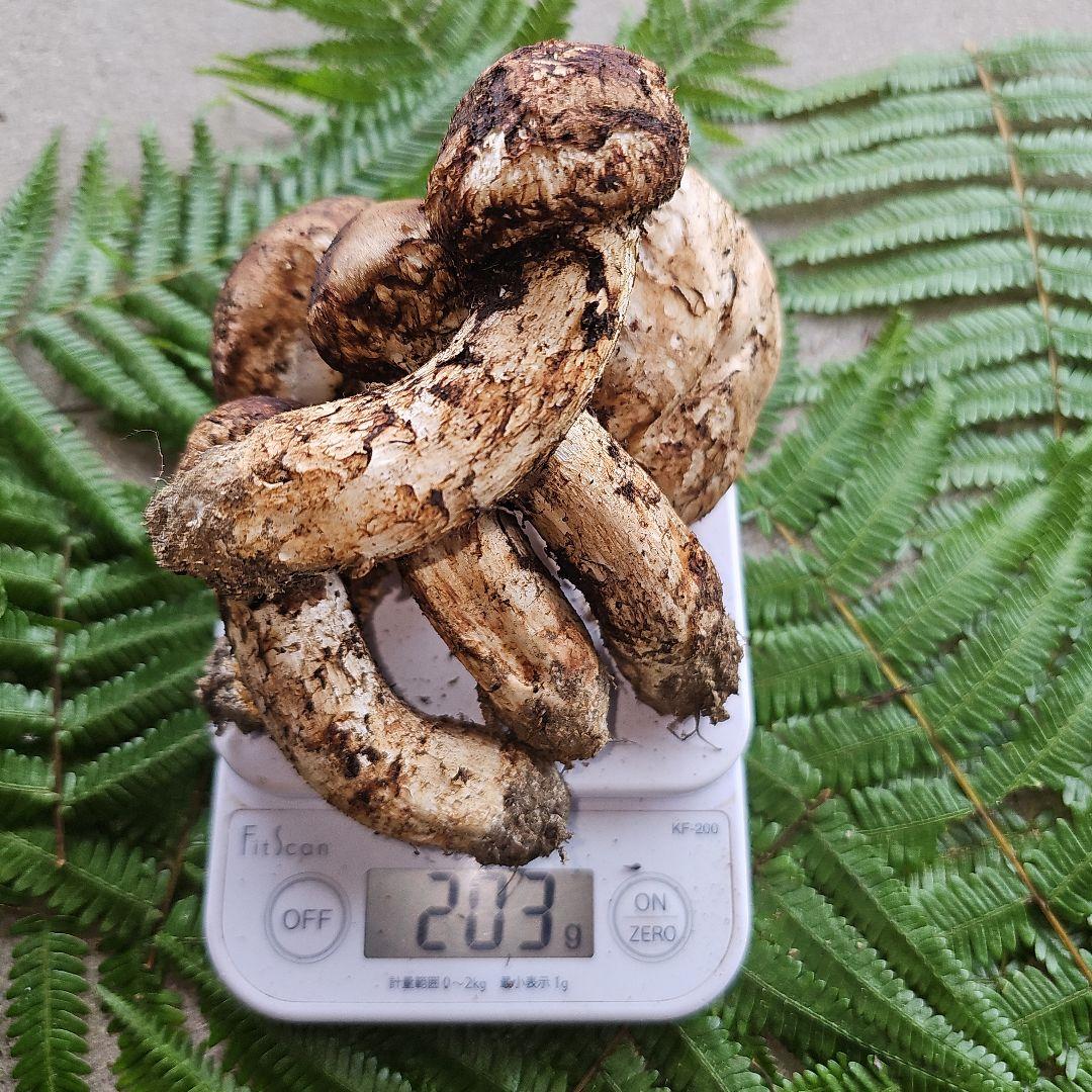 広島県産 松茸 203g