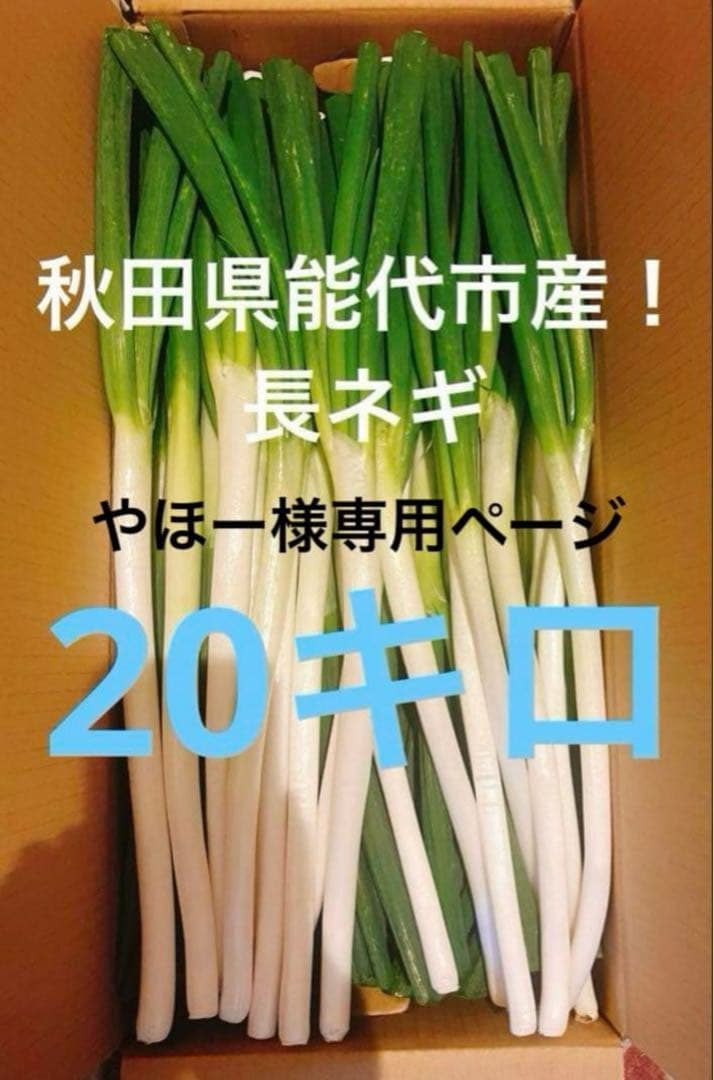 やほーページ 秋田県能代市産！ 長ネギ20キロ②