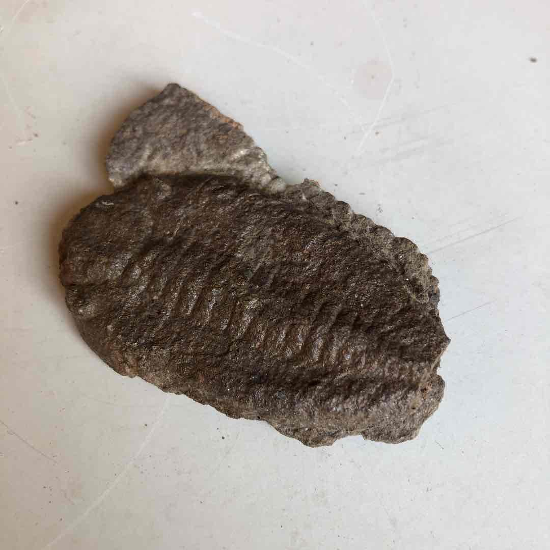 三葉虫化石　モロッコ産　現在輸出禁止になりました