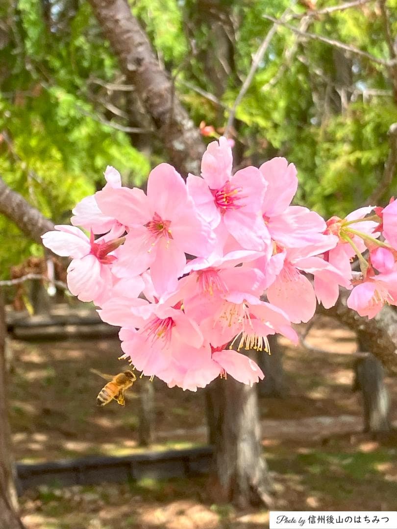【再】アカシア 百花 1000g 各１本 長野県産 国産蜂蜜 生蜂蜜 西洋蜜蜂b