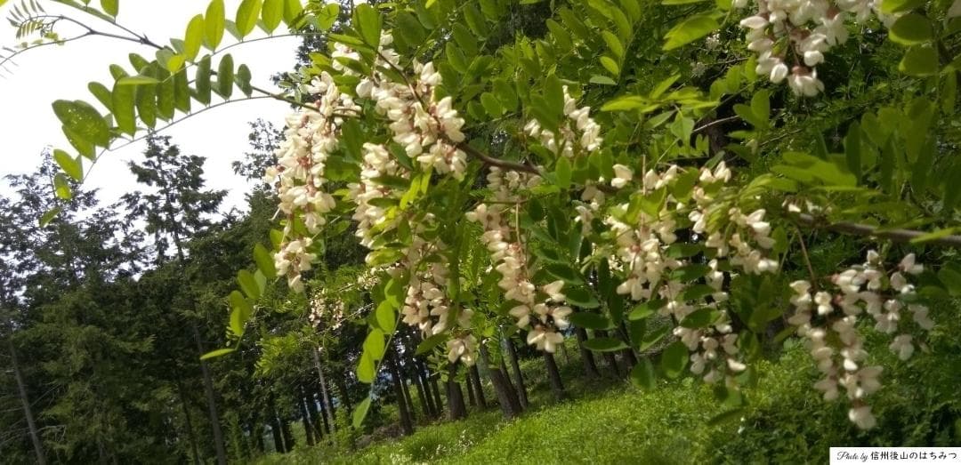 【再】アカシア 百花 1000g 各１本 長野県産 国産蜂蜜 生蜂蜜 西洋蜜蜂b