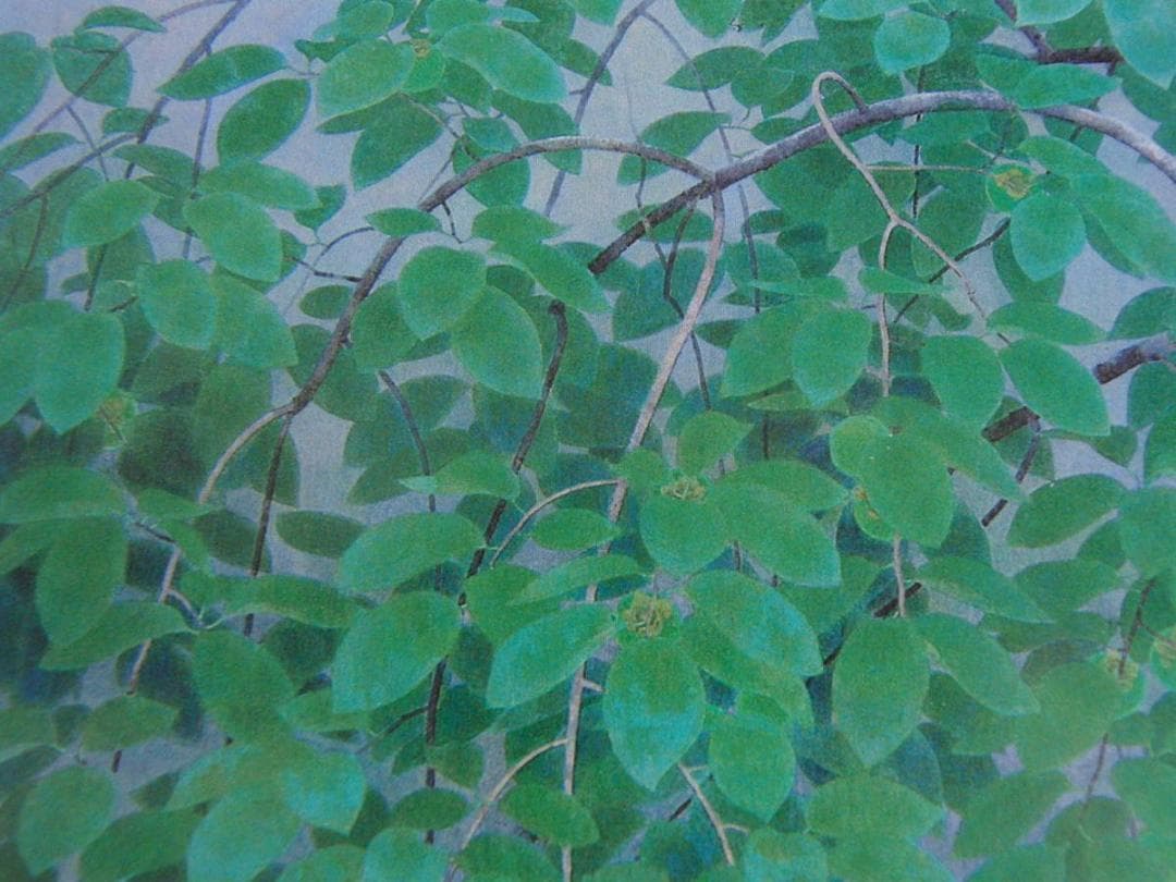 山口華楊、【青柿】、希少な額装用画集より、新品額装付、状態良好