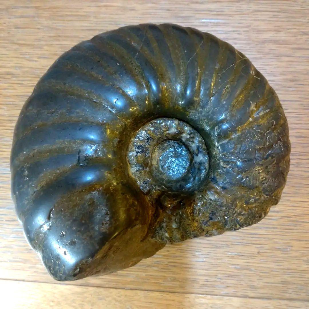 アンモナイト　北海道産