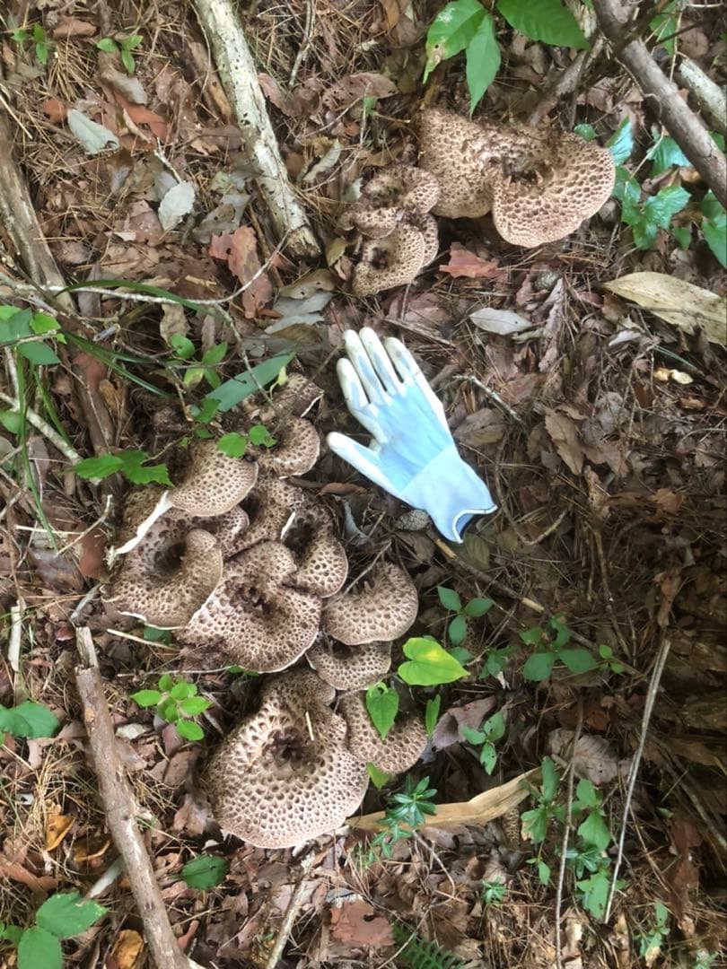 てるてる　島根県産　乾燥　香茸　300g