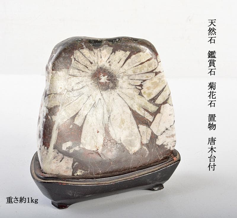 天然石　鑑賞石　菊花石　置物　重さ約1kg　唐木台付　古玩　V　R6655