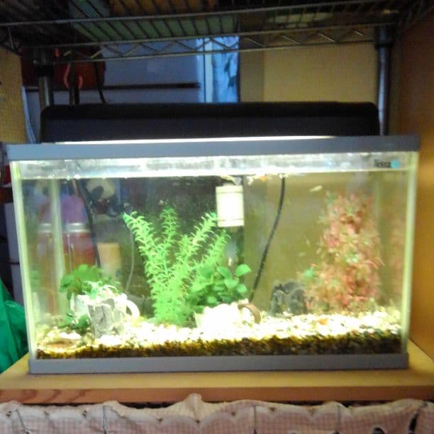 水槽セット