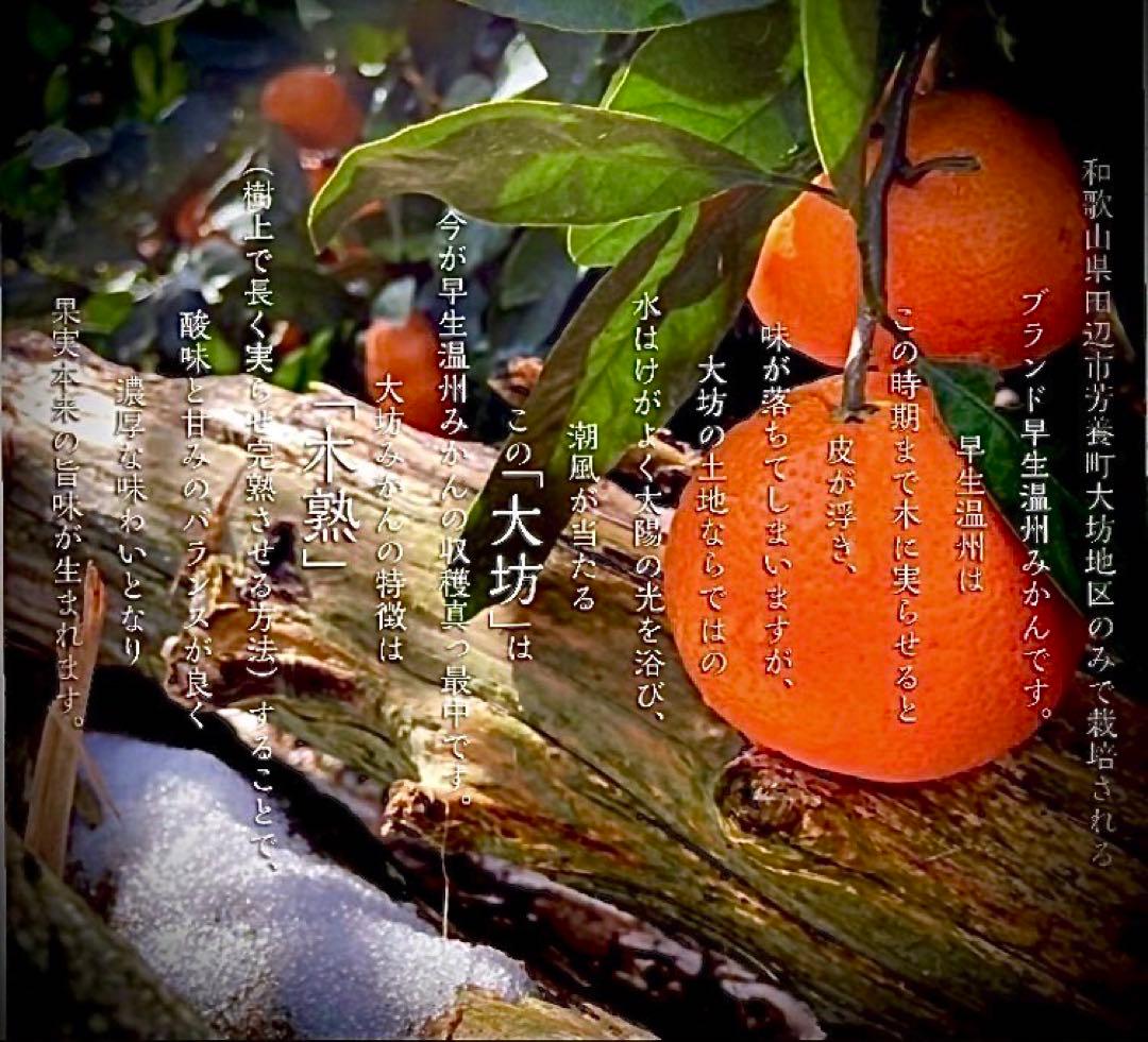 ①温州みかん 樹熟大坊みかん 秀品優品混合(家庭用傷あり)2Sサイズ10kg
