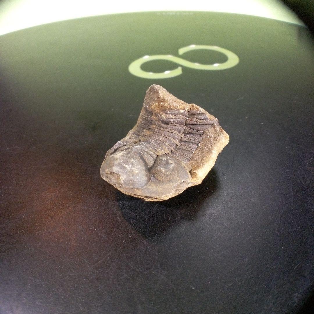 三葉虫　化石　fossil　海　ボリビア産　trilobite　海生動物種別⑤