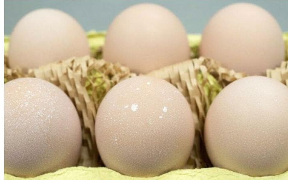 【食用卵】平飼い鶏　名古屋コーチン