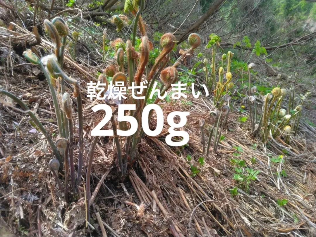 十日町産乾燥ぜんまい1kg