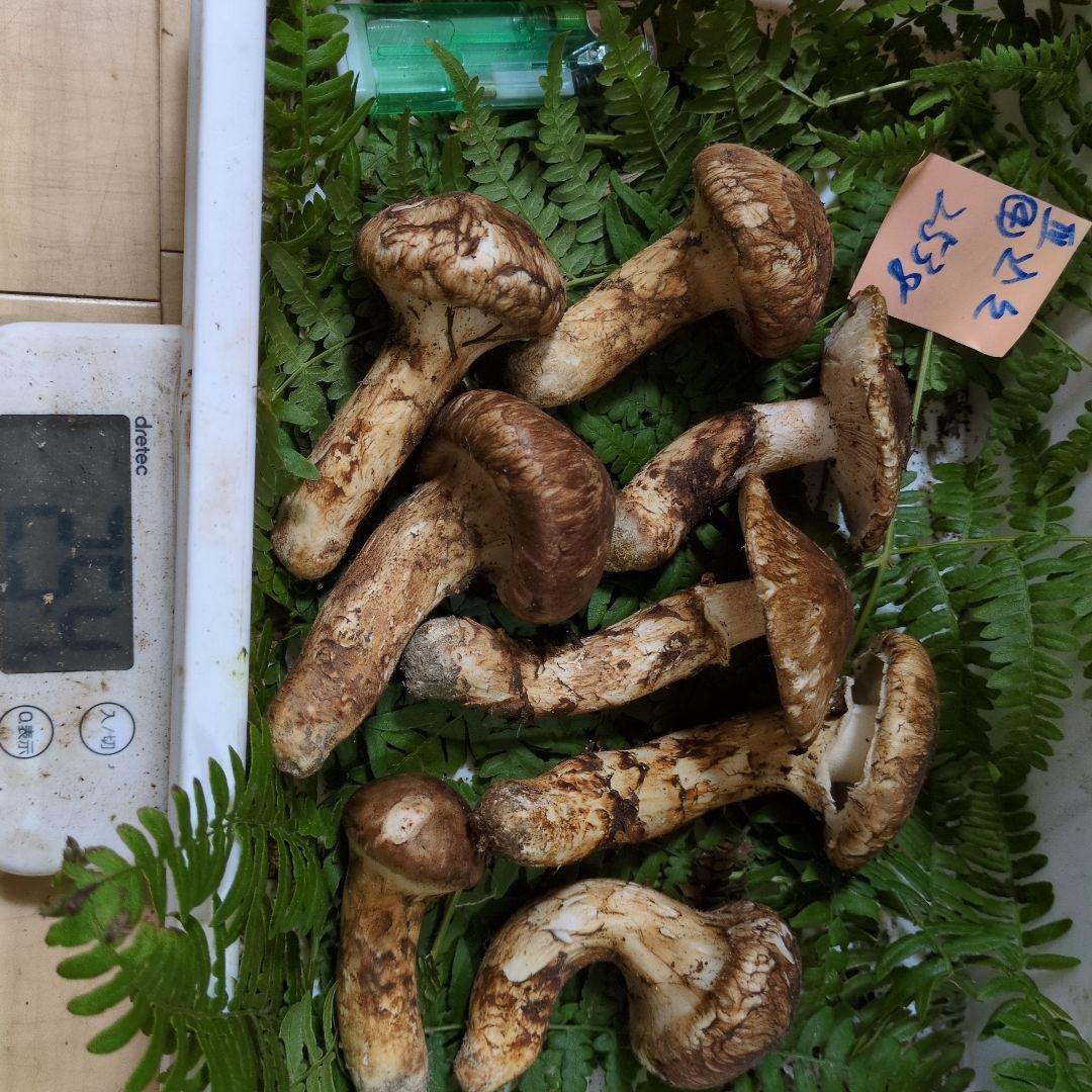 和歌山松茸 新鮮朝市　込み込み　254㌘
