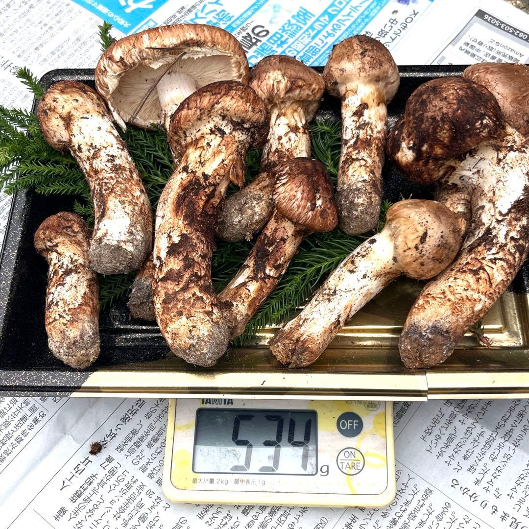 専用出品‼️天然松茸 広島産 10月18日採取　良品　本日発送‼️532g