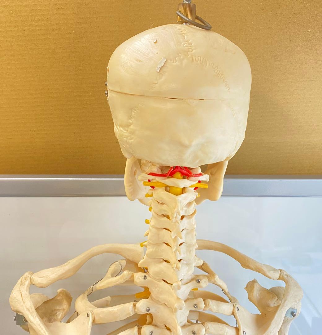 人体骨格模型 約176ｃｍ 土台含 キャスター付き