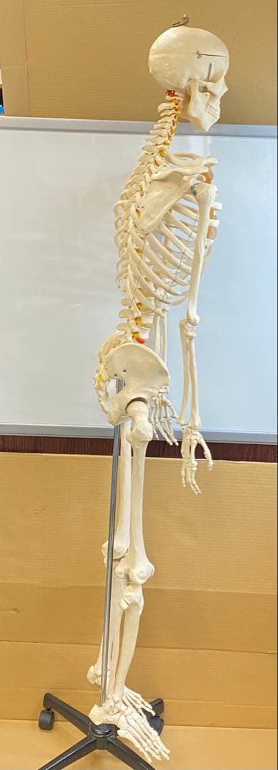 人体骨格模型 約176ｃｍ 土台含 キャスター付き