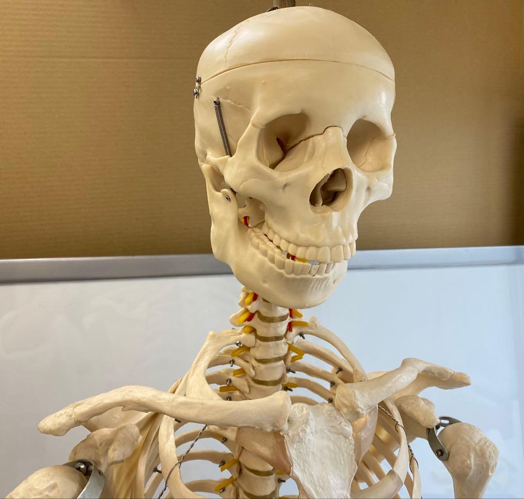 人体骨格模型 約176ｃｍ 土台含 キャスター付き