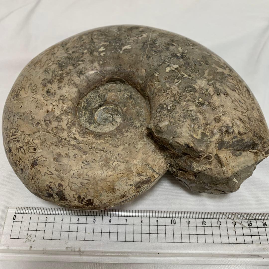大型　アンモナイト　化石　17cm