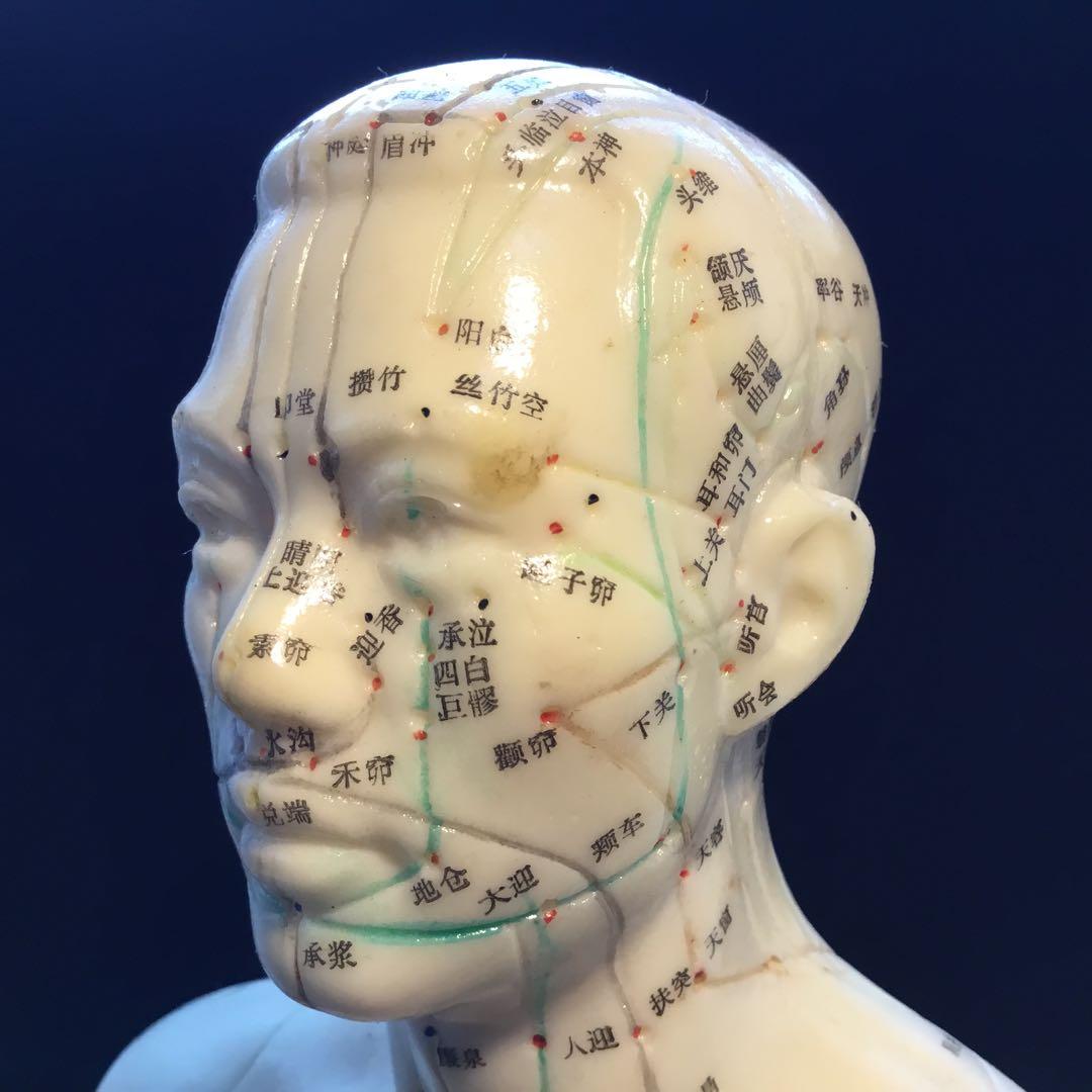 鍼灸経穴人体模型　コンプリート　中国鍼灸男性人体模型　耳　足　手