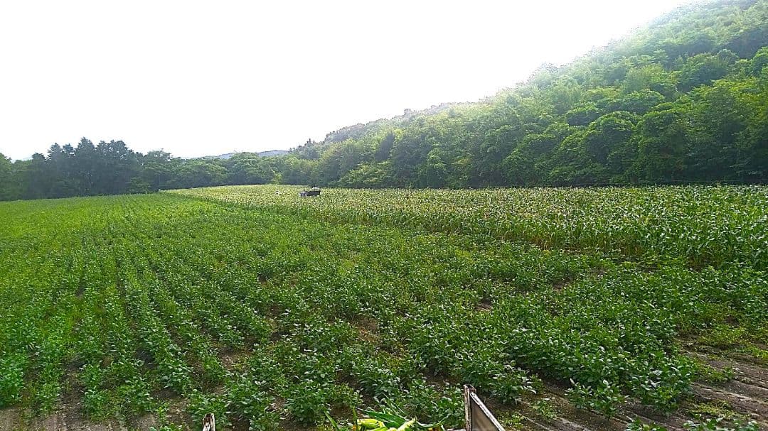 農家直送【新豆】令和7年産 北海道壮瞥町産大豆20㎏