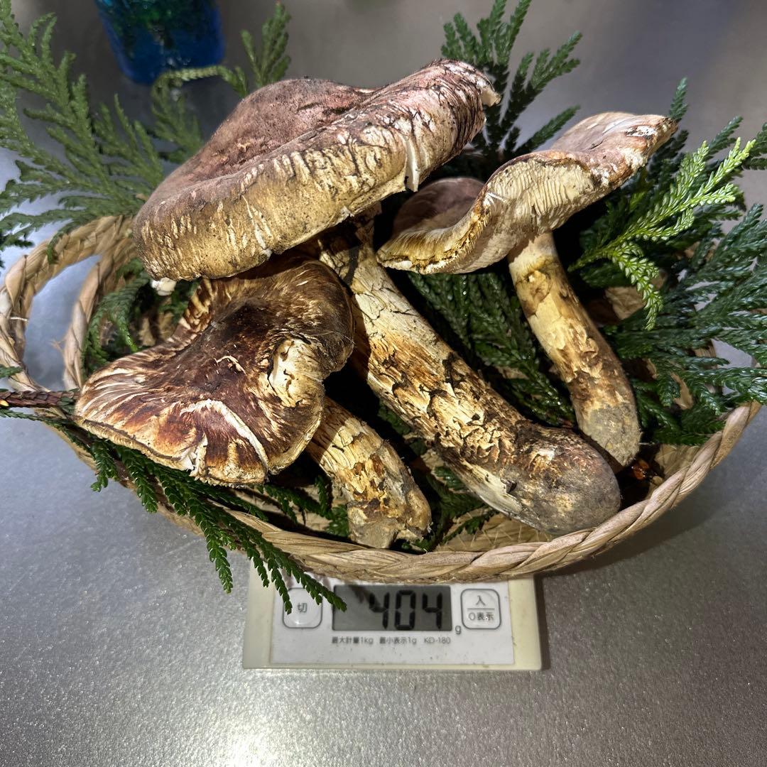 訳あり品‼️国産天然松茸‼️400g‼️