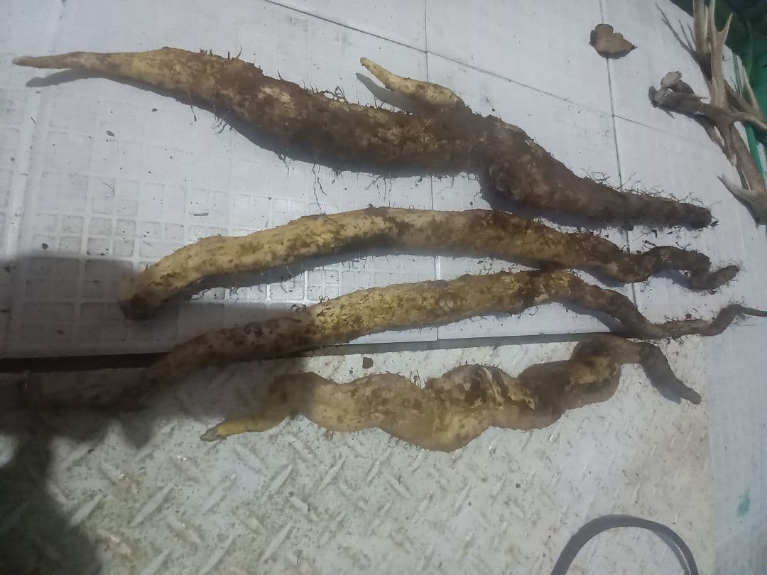 自然薯　天然