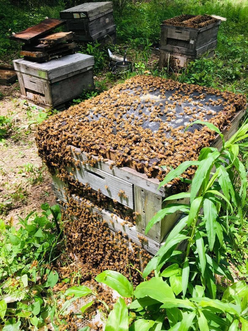 リピーター多数　国産百花蜜 梅酒瓶入り　おまけ付　生産者価格で大放出