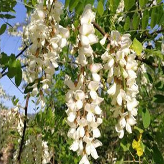 ❇️アカシア蜂蜜５本&百花蜜５本　生はちみつ　非加熱ハチミツ